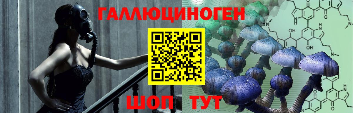 Галлюциногенные грибы Psilocybine cubensis Холмск